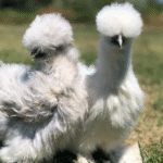 Silkie Chicks for Sale