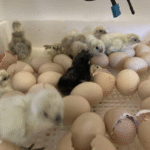 Silkie Chicken Hatching Eggs