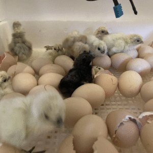 silkie chicken hatching eggs