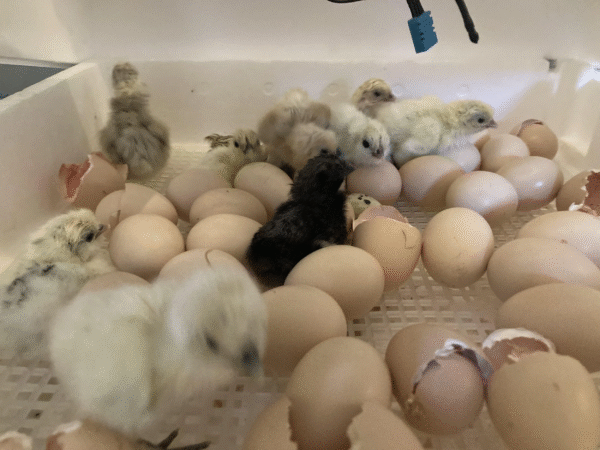 silkie chicken hatching eggs