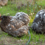 Bantam Cochin Chicken
