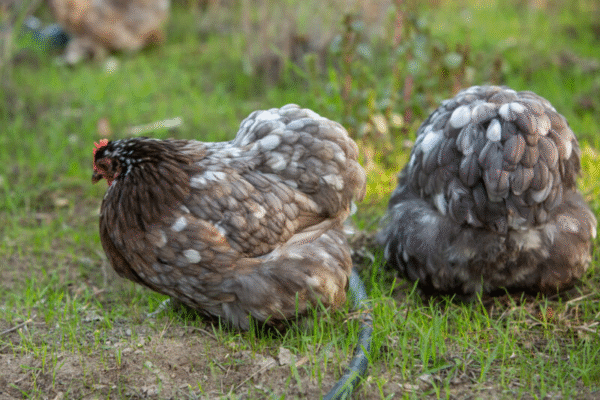 bantam cochin chicken​