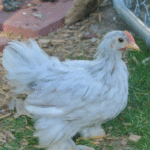 Cochin Chicks for Sale