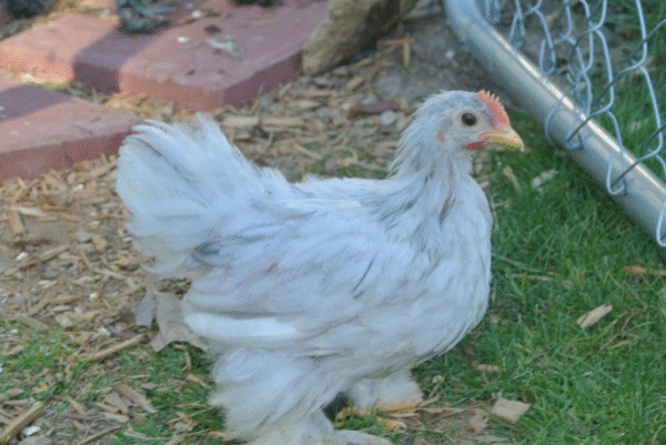 cochin chicks for sale​