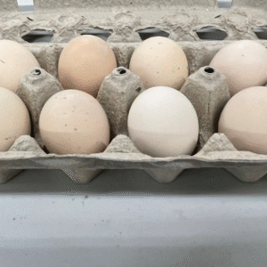 cochin chicken eggs