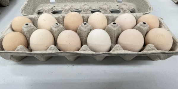 cochin chicken eggs