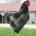 Blue Giant Jersey Chickens