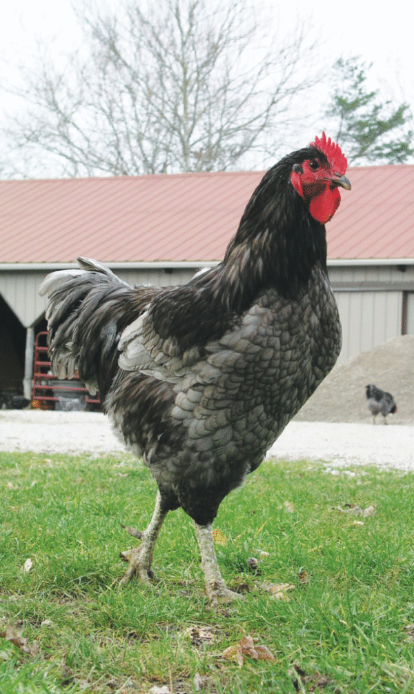 Blue Giant Jersey Chickens