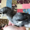 Jersey Giant Chicks for Sale
