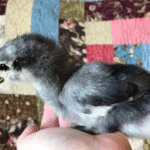 Jersey Giant Chicks for Sale