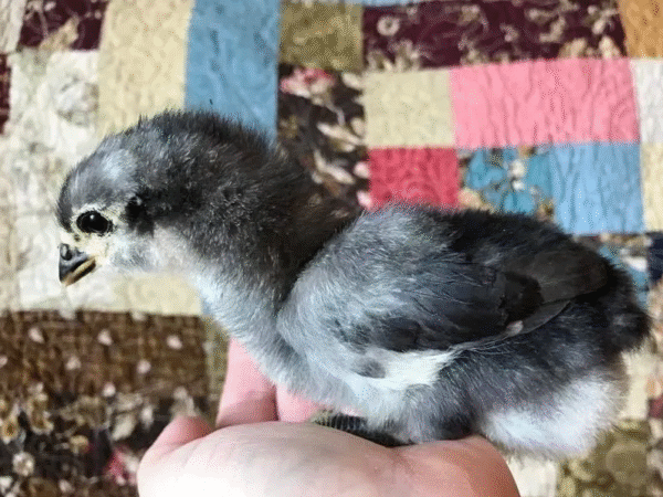 Jersey Giant Chicks for Sale