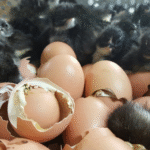 Jersey Giant Eggs for Sale