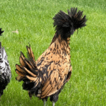 Polish Chickens for Sale