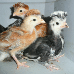Polish Chicks for Sale