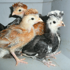 polish chicks for sale