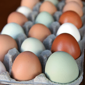 Polish Chicken Eggs