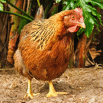Welsummer Chickens for Sale