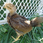 Welsummer Chicks for Sale