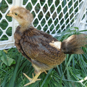 welsummer chicks for sale​