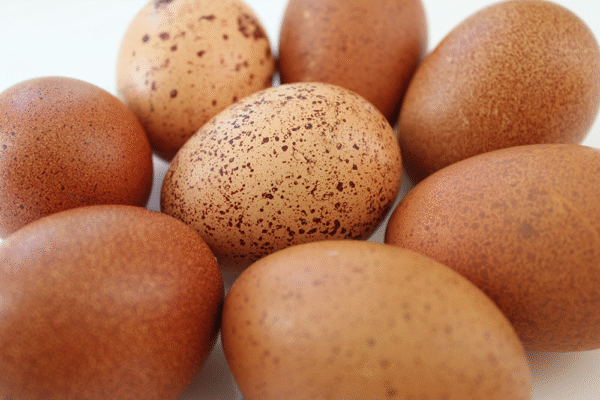 Welsummer Chicken Eggs