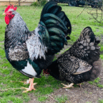 Barnevelder Chickens for Sale