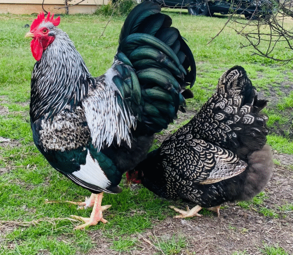 barnevelder chickens for sale