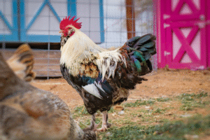Behind the Scenes at Heritage Poultry Farm