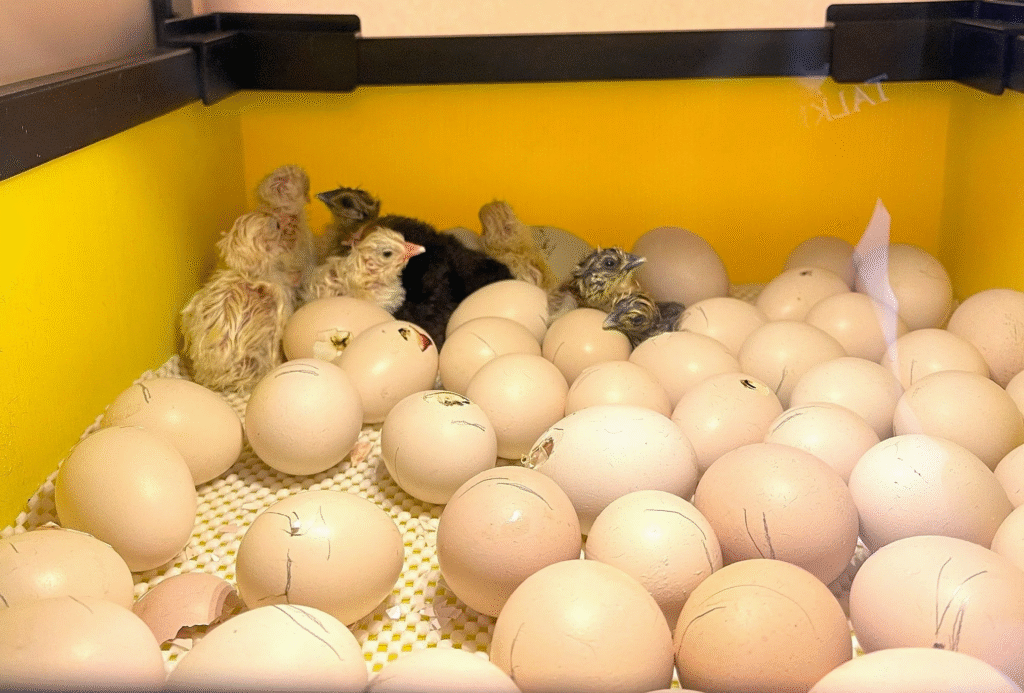 How to Care for Chicks from Heritage Hatching Eggs