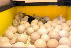 How to Care for Chicks from Heritage Hatching Eggs