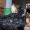 Barnevelder Chicks for Sale