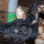 Barnevelder Chicks For Sale