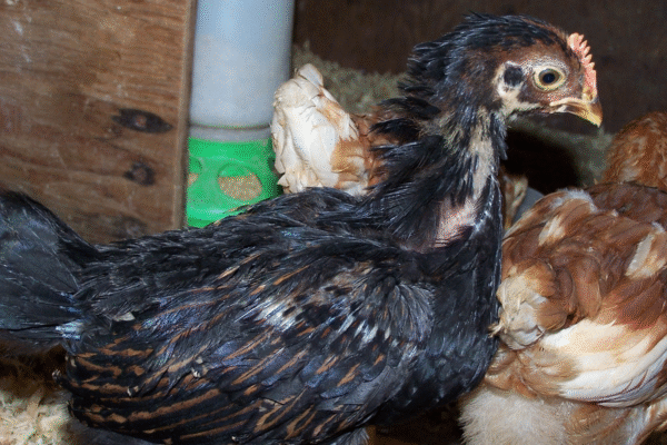 Barnevelder Chicks for Sale