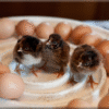 Barnevelder Hatching Eggs for sale