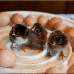 Barnevelder Hatching Eggs