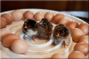 Barnevelder Hatching Eggs for sale