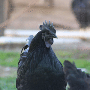 ayam cemani for sale