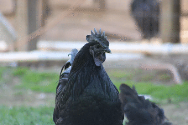 ayam cemani for sale