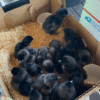 ayam cemani chicks for sale