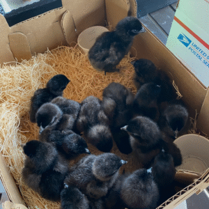ayam cemani chicks for sale