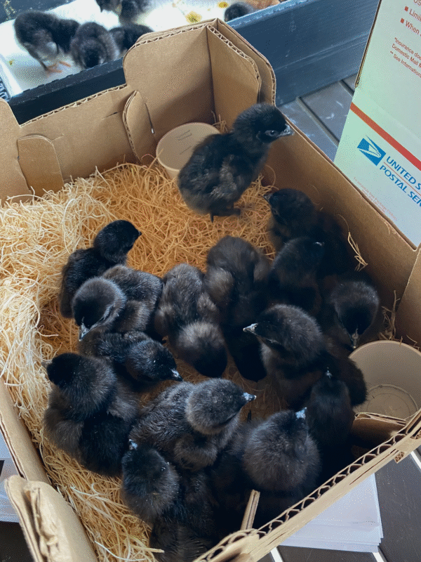 ayam cemani chicks for sale