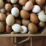 ayam cemani chicken eggs for sale​