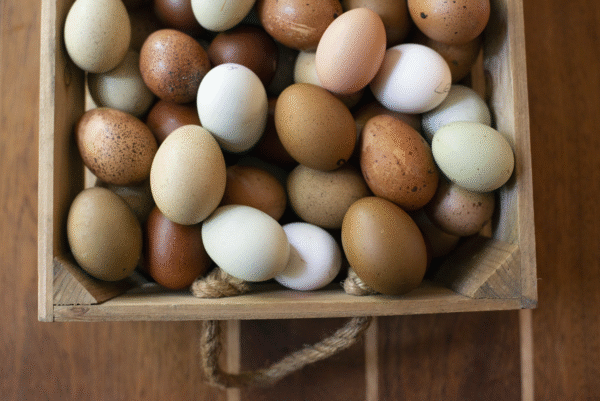 ayam cemani chicken eggs for sale