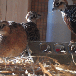 Quail for Sale