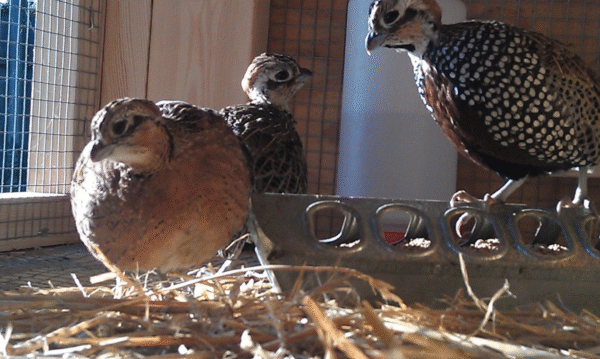 quail for sale​