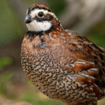 quail chicks for sale