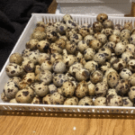 quail hatching eggs for sale​