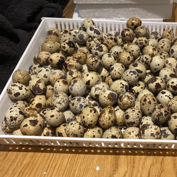 quail hatching eggs for sale