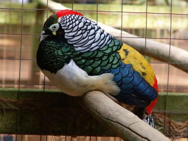 pheasants for sale
