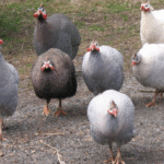 guinea fowl for sale