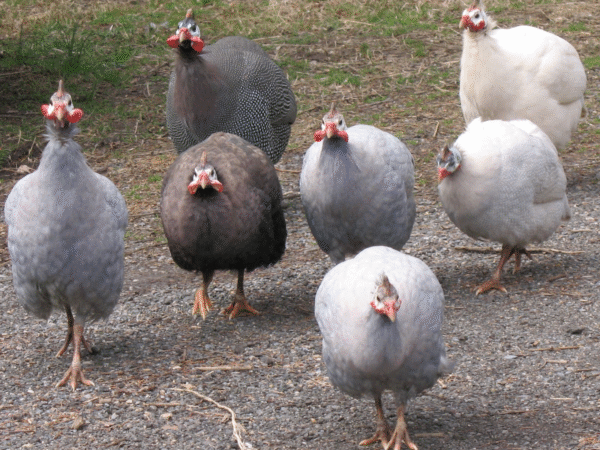 Guinea Fowl for Sale